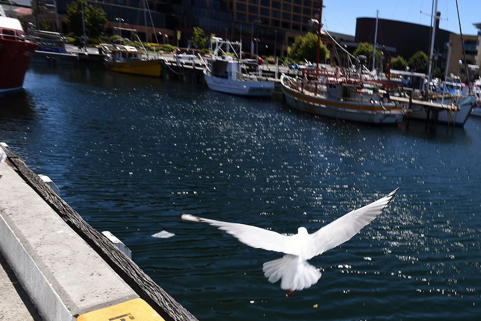 Seagull