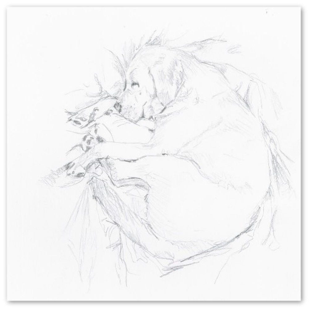 Lazy Labrador. Pack of 10 Greeting Cards. 14x14cm