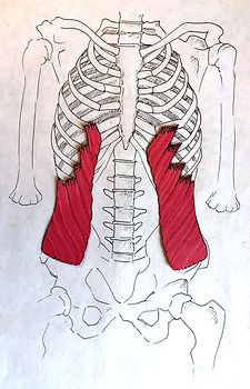 grands obliques abdominaux_edited_edited.jpg