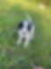 snoopy.jpg