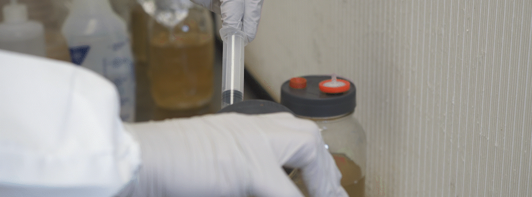liquid culture filling into syringe