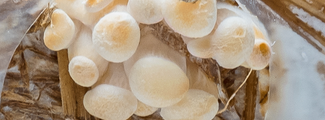 The Magic of Mycelium: What Nature is Doing Right Under Our Feet 2 oyster mushroom growing from mycelium