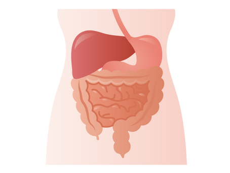 ①生殖器と内臓器の関係の話