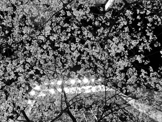 Himmel über Kirschblüte