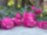 IMG_0447.JPEG