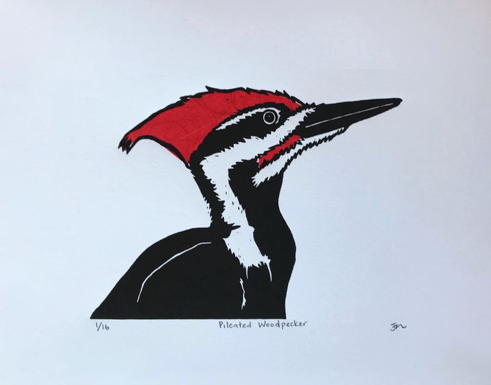 Pileated Woodpecker