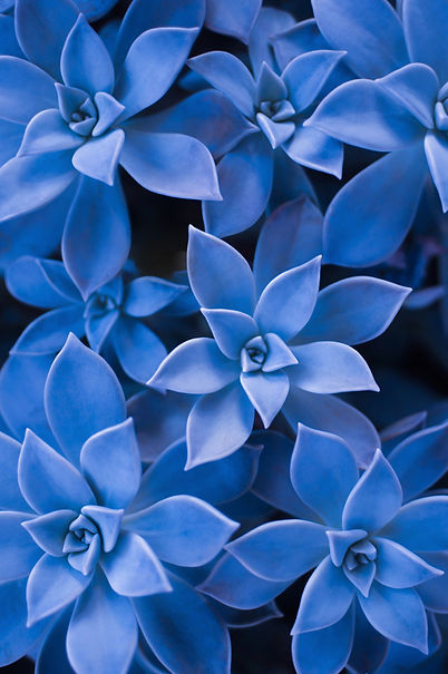 shutterstock_1580867347_edited.jpg