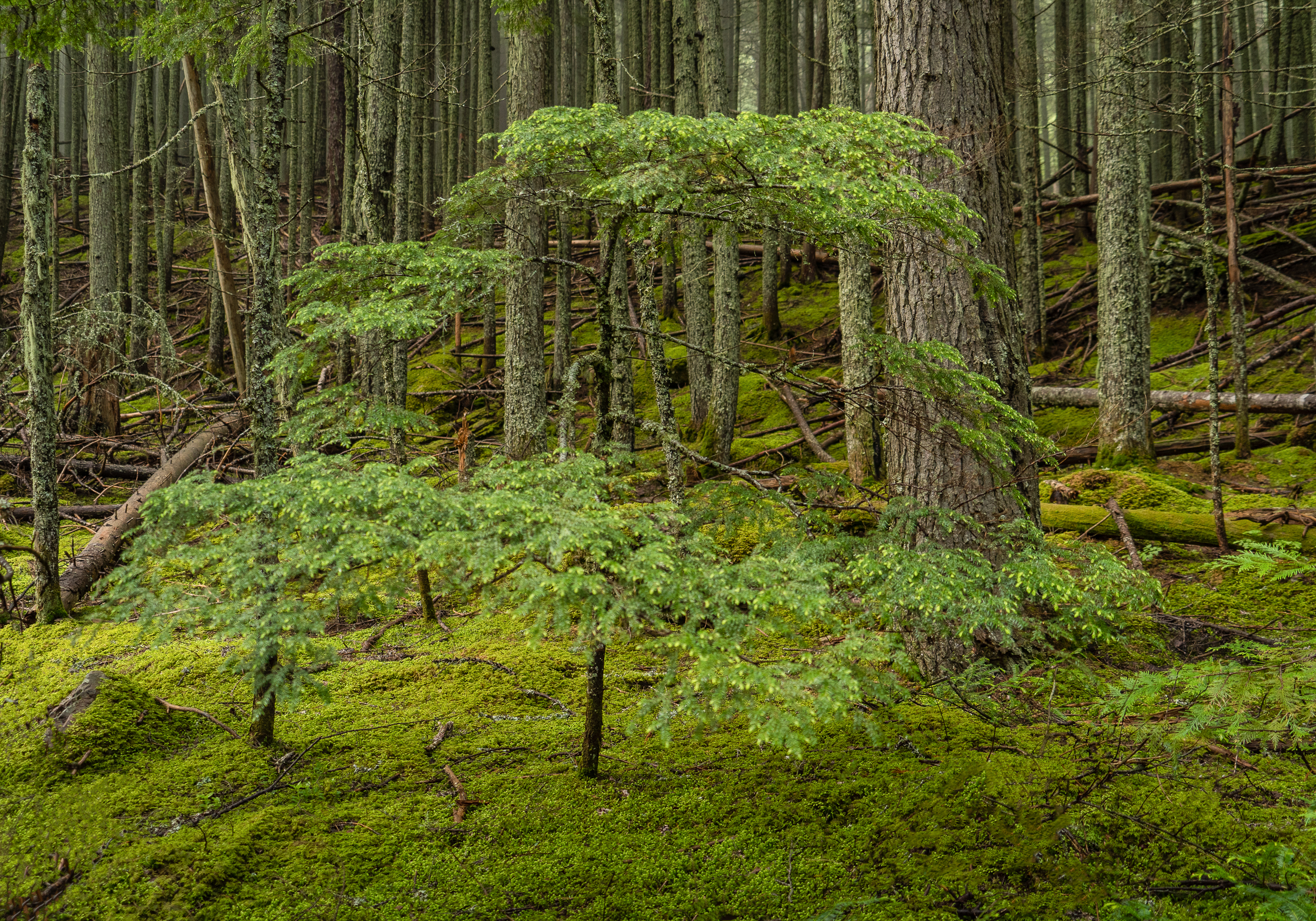 May the Forest be With You