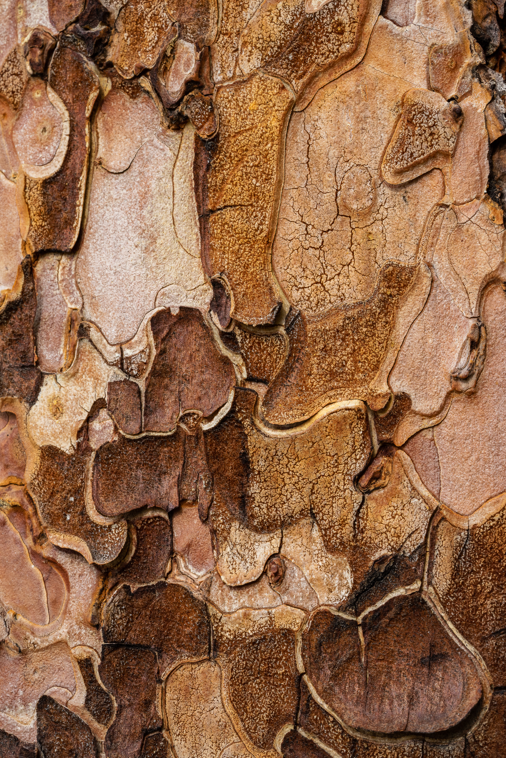 Puzzle of the Ponderosa