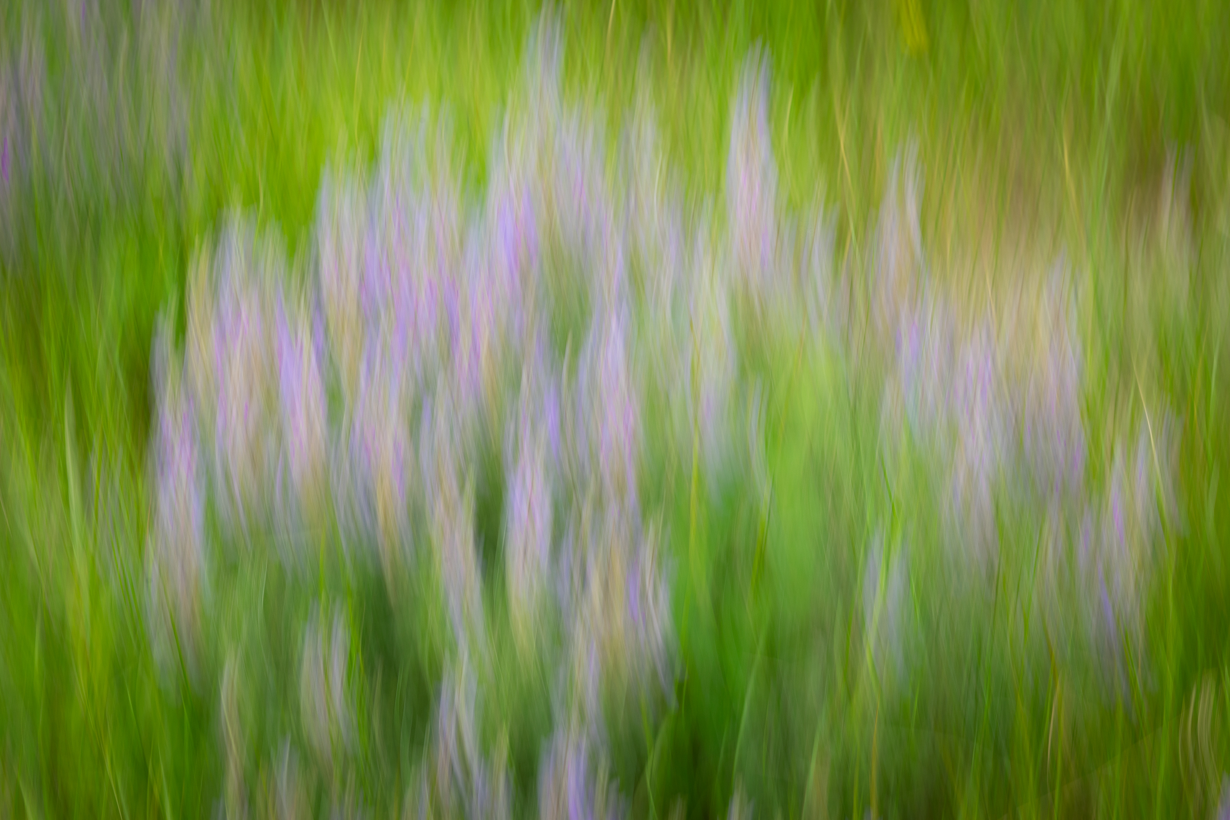 Lupine Art