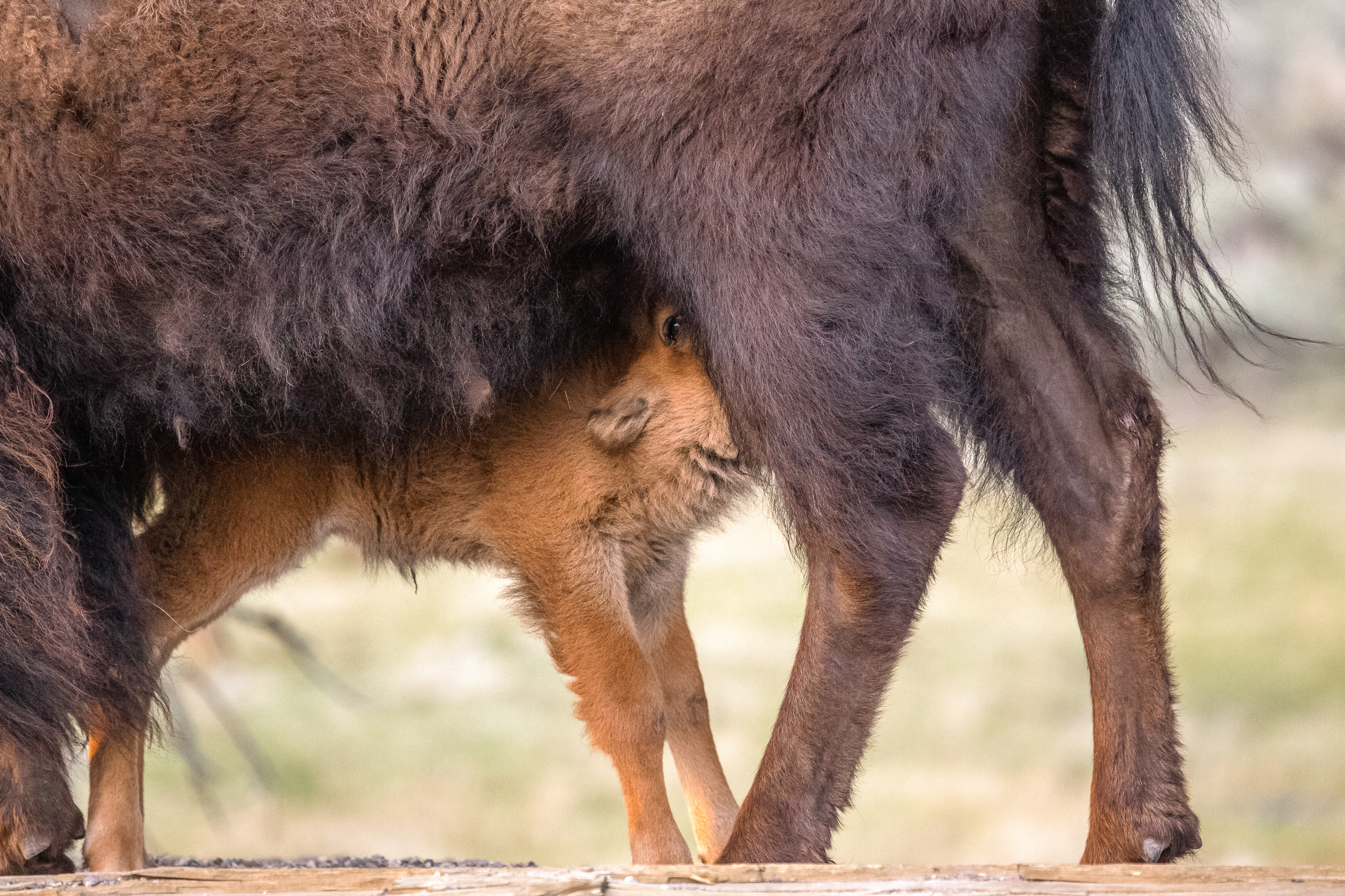 Bison Babe