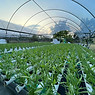 Greenhouse farm