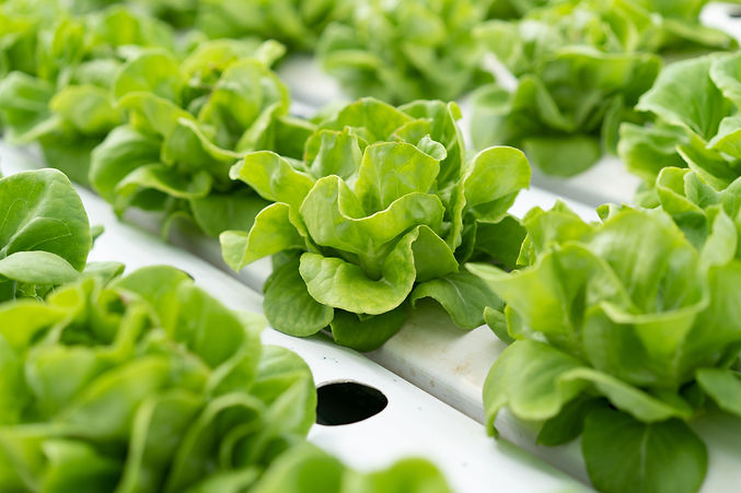LETTUCE VERTICAL FARMINGGYROPLANT GROWCUP SUSTAINABLE SUBSTRATE