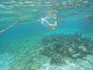 snorkelling