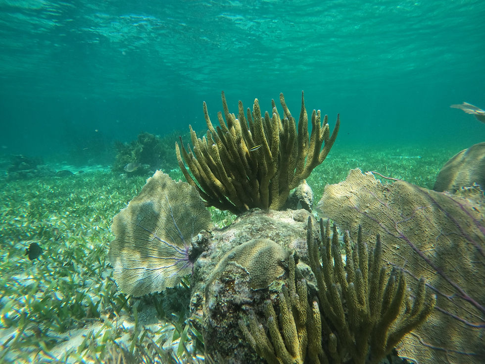 acuario