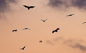 birds on sky_edited_edited.jpg