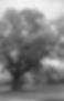 OldTreeb&w.jpg