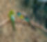 Hooded Parrots