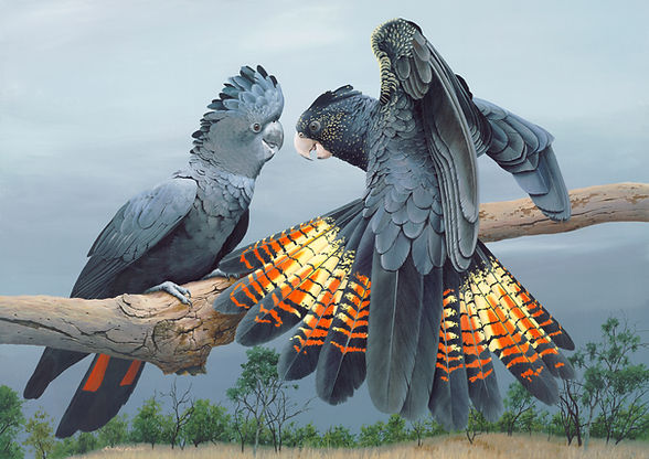 Red-tailed Black Cockatoos.jpeg