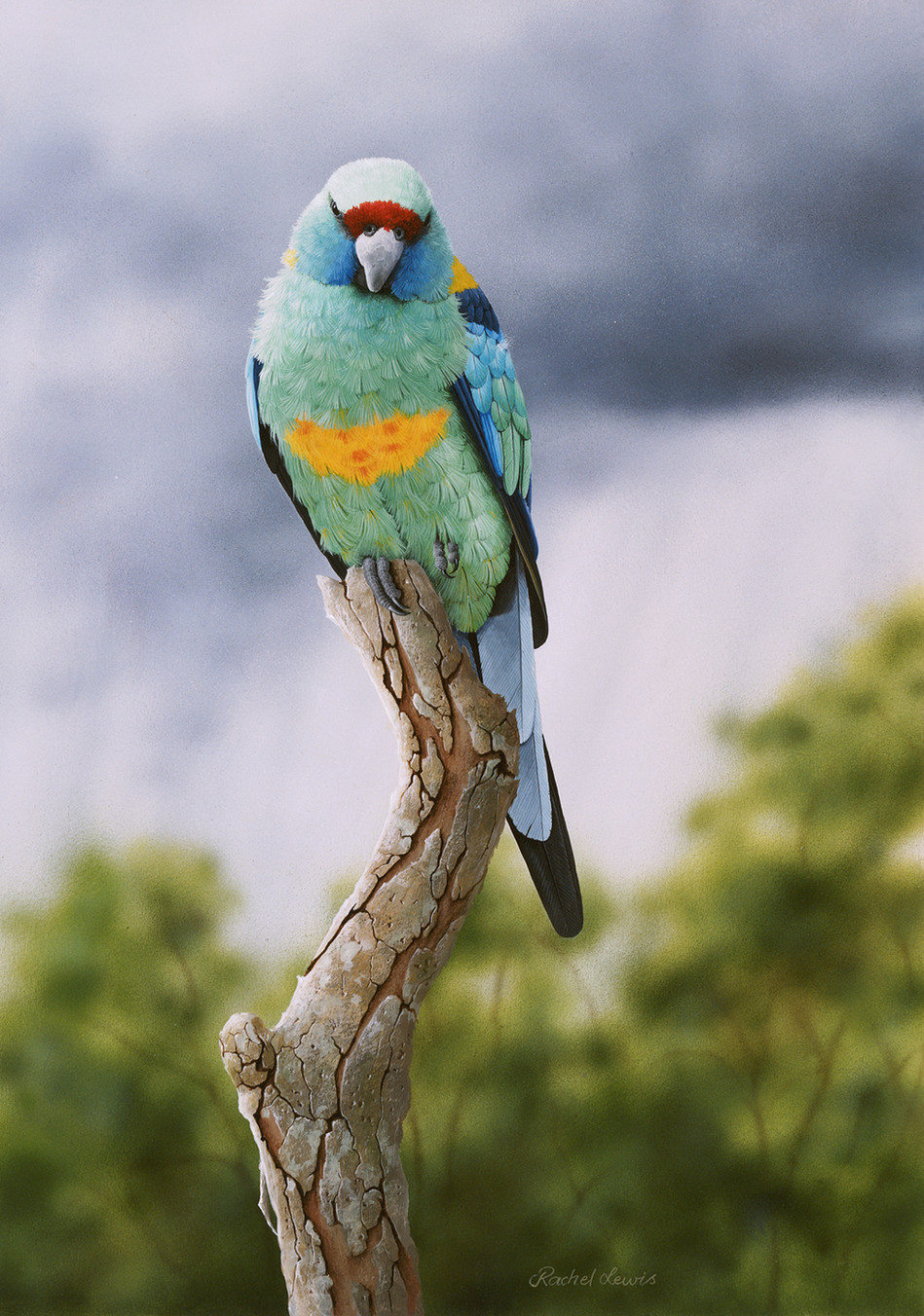 Mallee Ringneck _Calm Before the Storm_.