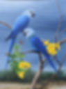 Spix's Macaws