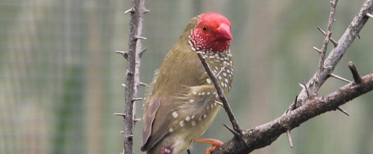 Australian Bird Clubs Avianlife