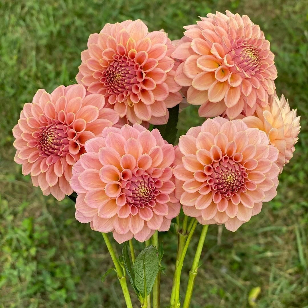 Rock Run Ashley Dahlia Tubers