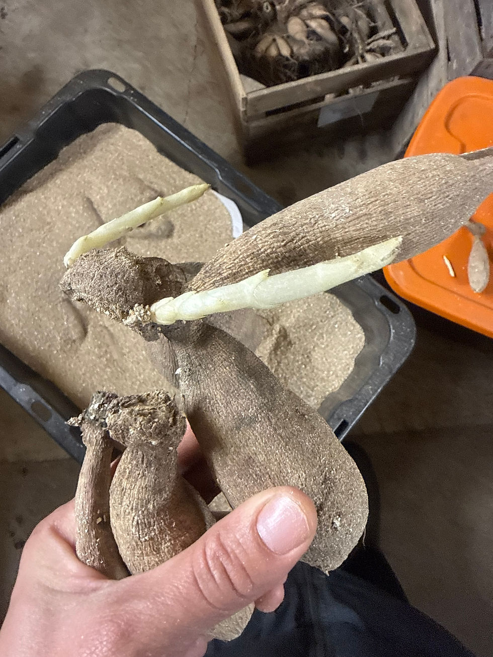 Close-up view of healthy dahlia tubers ready for planting