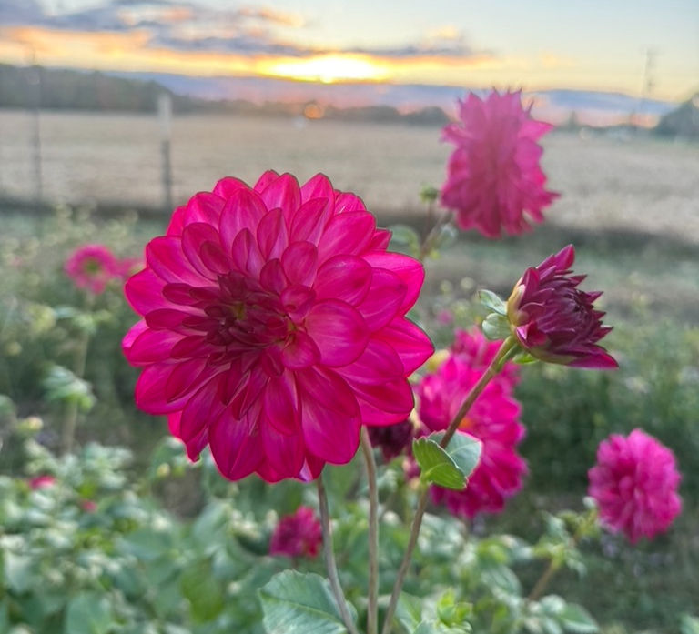 🌸 When to Plant Dahlias in Michigan (Plus 5 Tips for Bigger, More Beautiful Blooms)