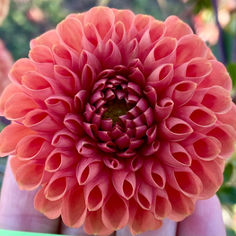 Cornel Bronze, Homestead Growers, Local Flowers, Flower Farm, Hudsonville Dahlia, dahlia
