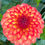 Thumbnail: Mardy Gras Dahlia Tuber