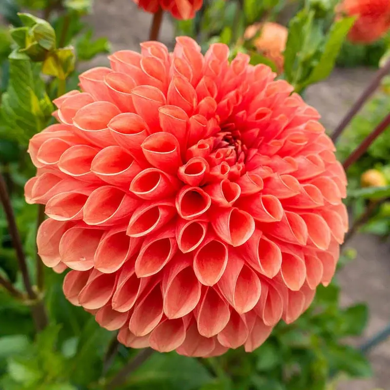 Jowey Linda Dahlia Tubers