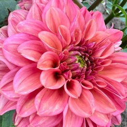 Ice Tea Dahlia, ice tea, homestead growers, homestead growers farm, local dahlias near me, local flower farm in hudsonville, local flower farm in michigan, hudsonville dahlias