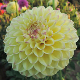 Ferncliff Bliss dahlia, Homestead Growers, Local Flowers, Flower Farm, Hudsonville Dahlia, dahlia