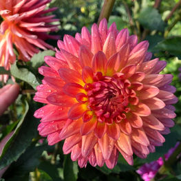 Bahama Momma dahlia, Homestead Growers, Local Flowers, Flower Farm, Hudsonville Dahlia, dahlia