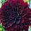 Thumbnail: Black Satin Dahlia Tuber