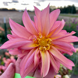 Cancan Girls, Homestead Growers, Local Flowers, Flower Farm, Hudsonville Dahlia, dahlia