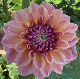 Sweet Treat dahlia, sweet treat, homestead growers, homestead growers farm, dahlias near me, local dahlias, dahlias in michigan, cut flower farm in michigan