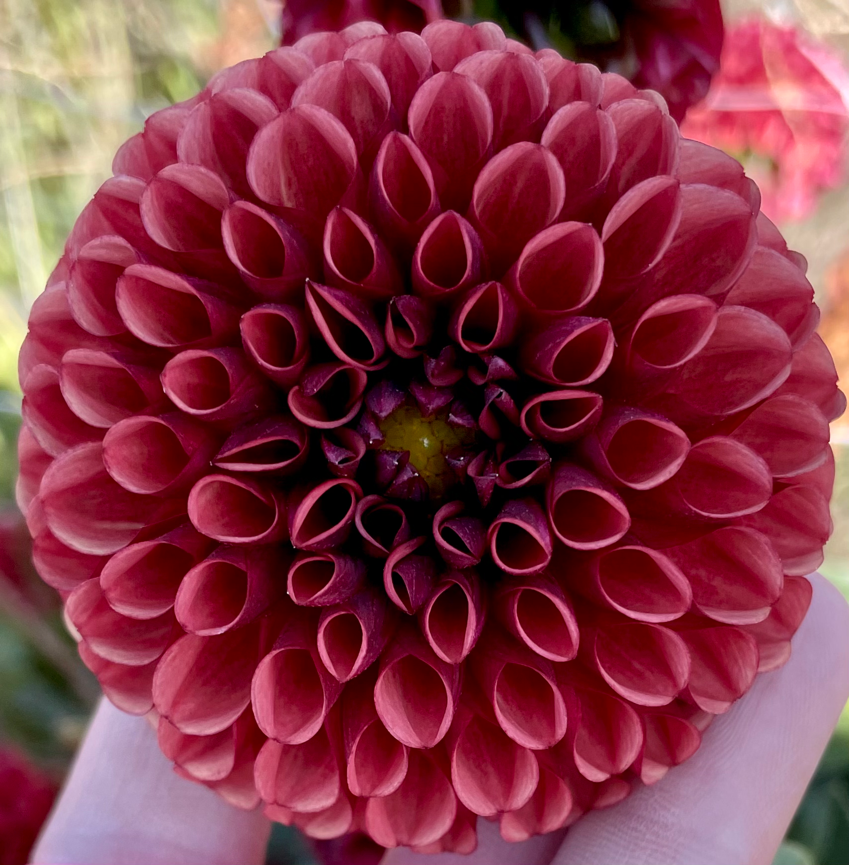 Copper Boy Dahlia Tuber