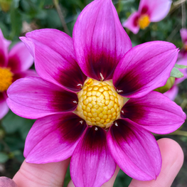 Shooting Star, Homestead Growers, Local Flowers, Flower Farm, Hudsonville Dahlia, dahlia