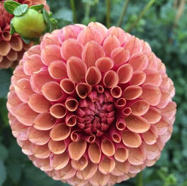 Hy Suntan, Homestead Growers, Local Flowers, Flower Farm, Hudsonville Dahlia, dahlia