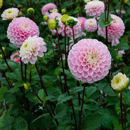 Wizard of Oz dahlia, Homestead Growers, Local Flowers, Flower Farm, Hudsonville Dahlia, dahlia