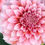 Thumbnail: Peaches n Cream Dahlia Tubers