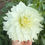 Thumbnail: Snowbound Dahlia Tuber