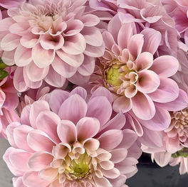 Sweet Natalie, Homestead Growers, Local Flowers, Flower Farm, Hudsonville Dahlia, dahlias