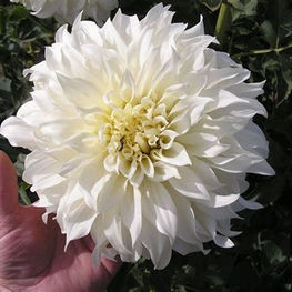 Snowbound dahlia, Homestead Growers, Local Flowers, Flower Farm, Hudsonville Dahlia, dahlia