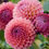 Thumbnail: Jowey Winnie Dahlia Tuber