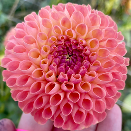Jowey Nicky, Homestead Growers, Local Flowers, Flower Farm, Hudsonville Dahlia, dahlia