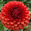 Thumbnail: Brown Sugar Dahlia Tuber