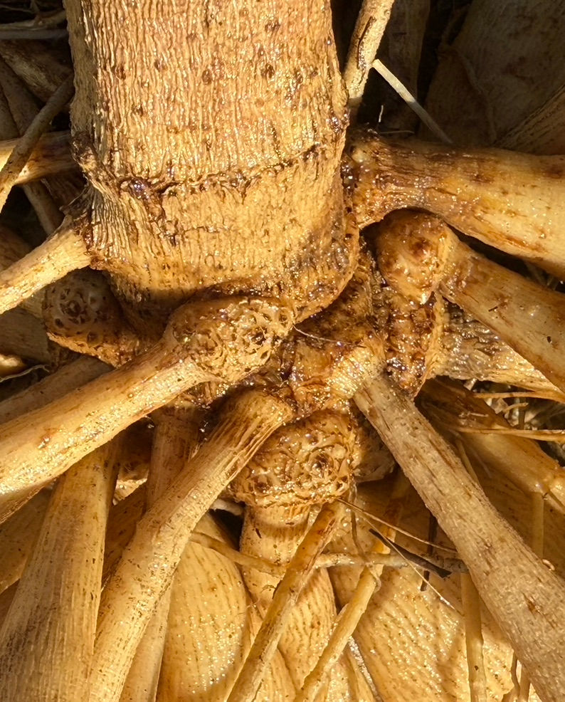 Dahlia Storage & Splitting Tips